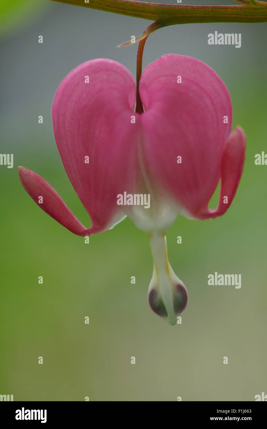 It is easy to see where the Bleeding Heart (Lamprocapnos spectabilis) flower gets its name. Stock Photo