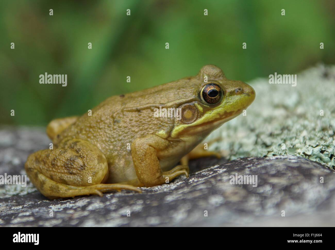 A green frog (Rana clamitans) sits on a rock warming itself in the sun. Stock Photo