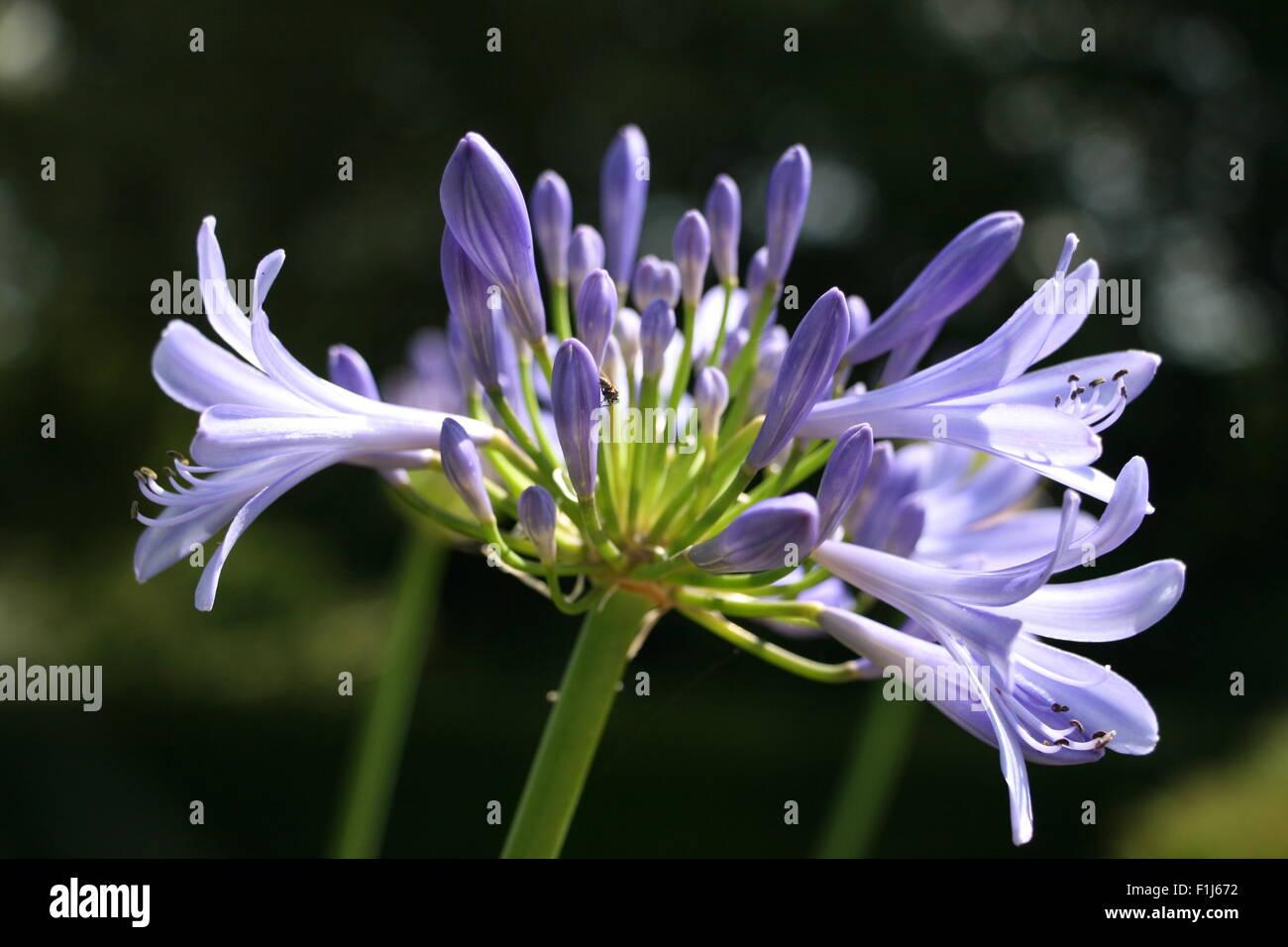 Purple agapanthus flower in the sun Stock Photo