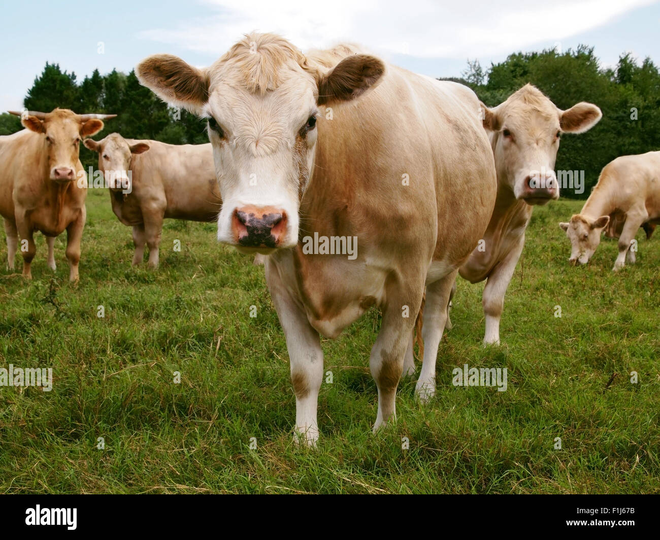 A group of cows stand in the grass staring curiously directly at the viewer. Stock Photo