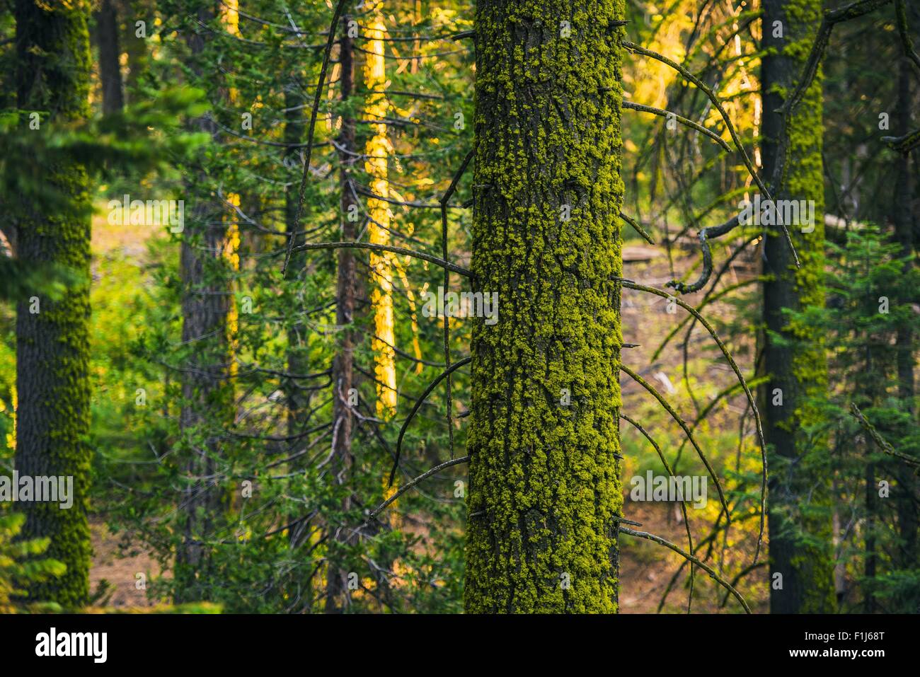 Moss and the Forest. Mossy Forest Closeup. California Sierra Nevada Mountains Forest. Stock Photo