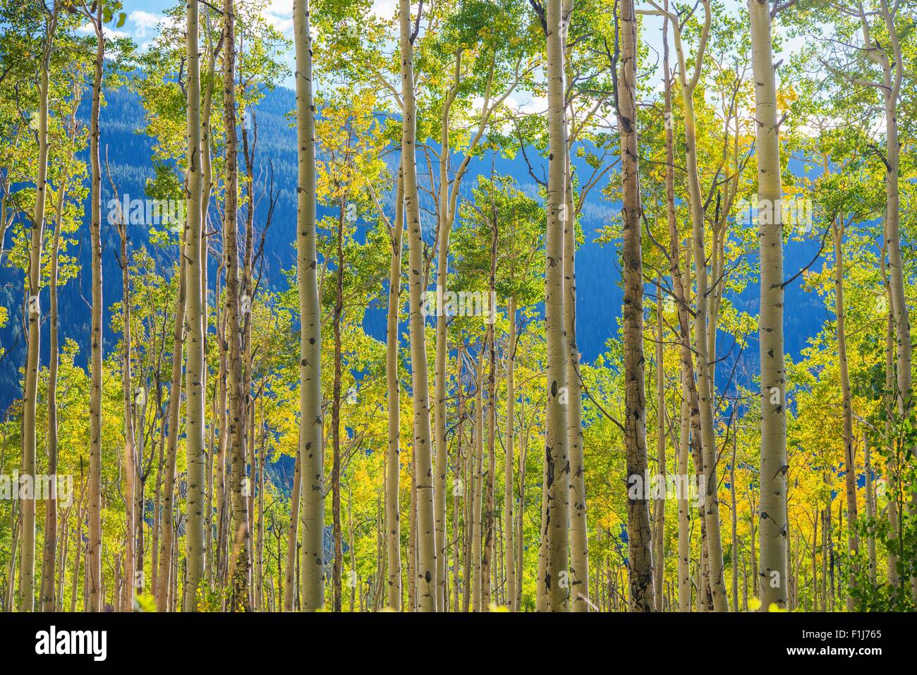 Yellow aspen trees hi-res stock photography and images - Alamy