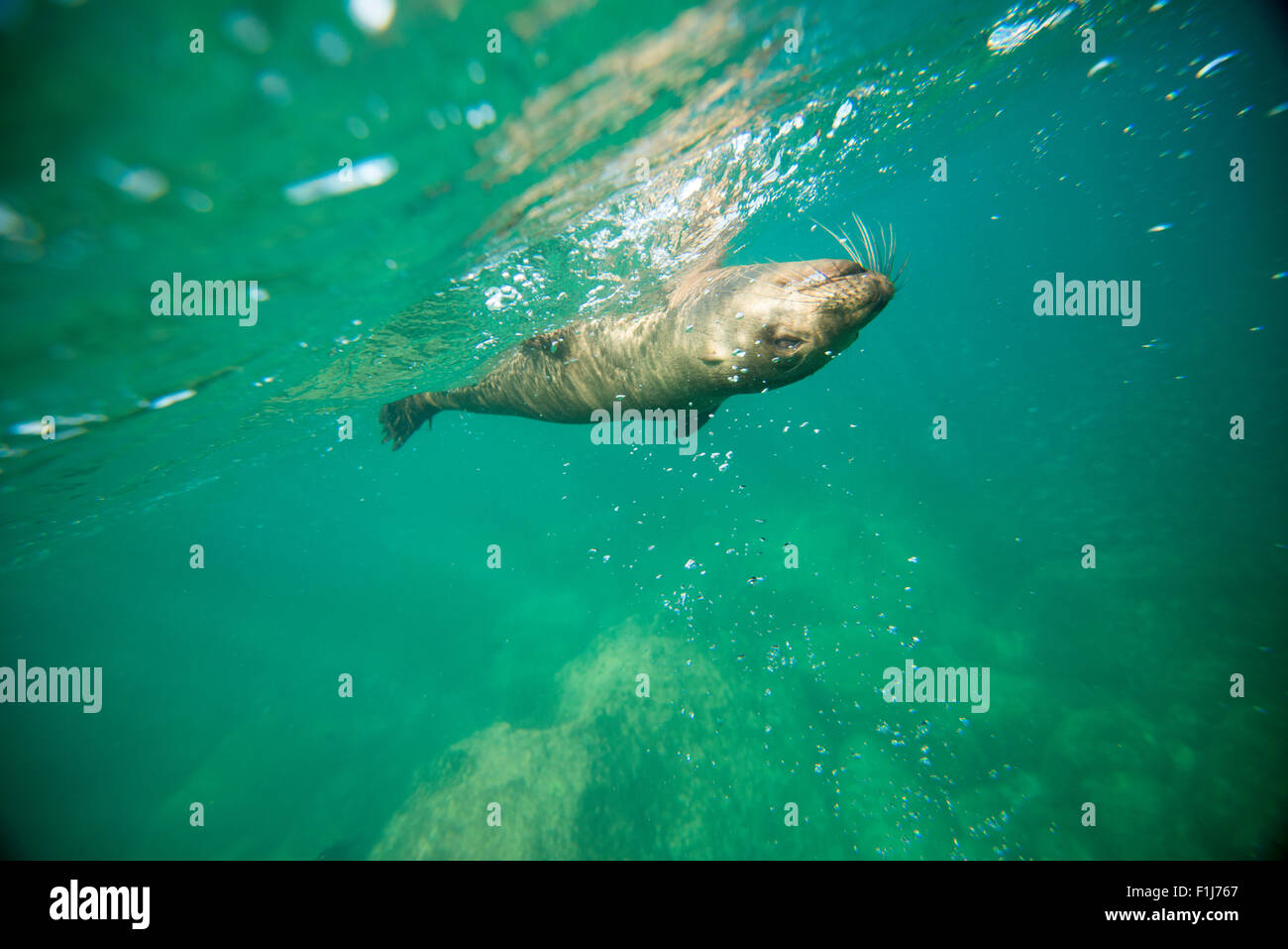 Mexico, Baja, Lapaz, Espiritu Santo. Tourists snorkeling with sea lions. Stock Photo