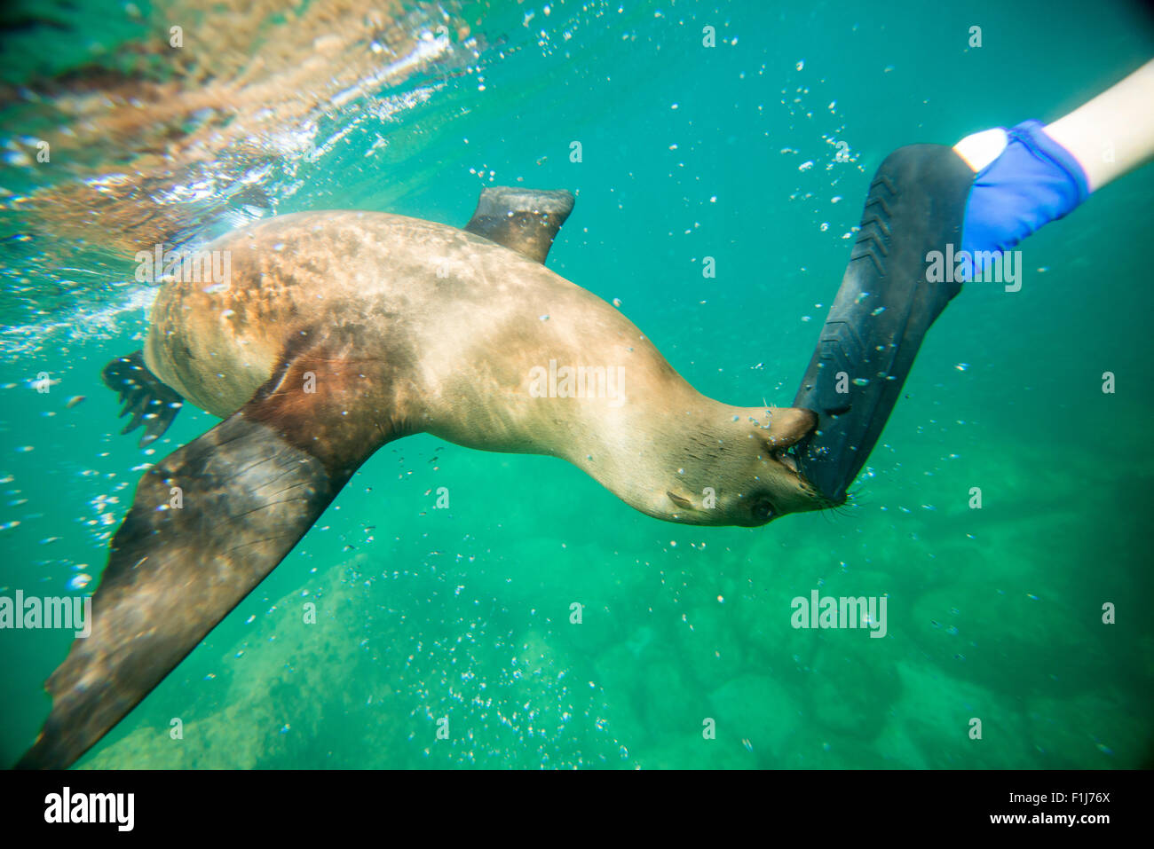 Mexico, Baja, Lapaz, Espiritu Santo. Tourists snorkeling with sea lions. Stock Photo