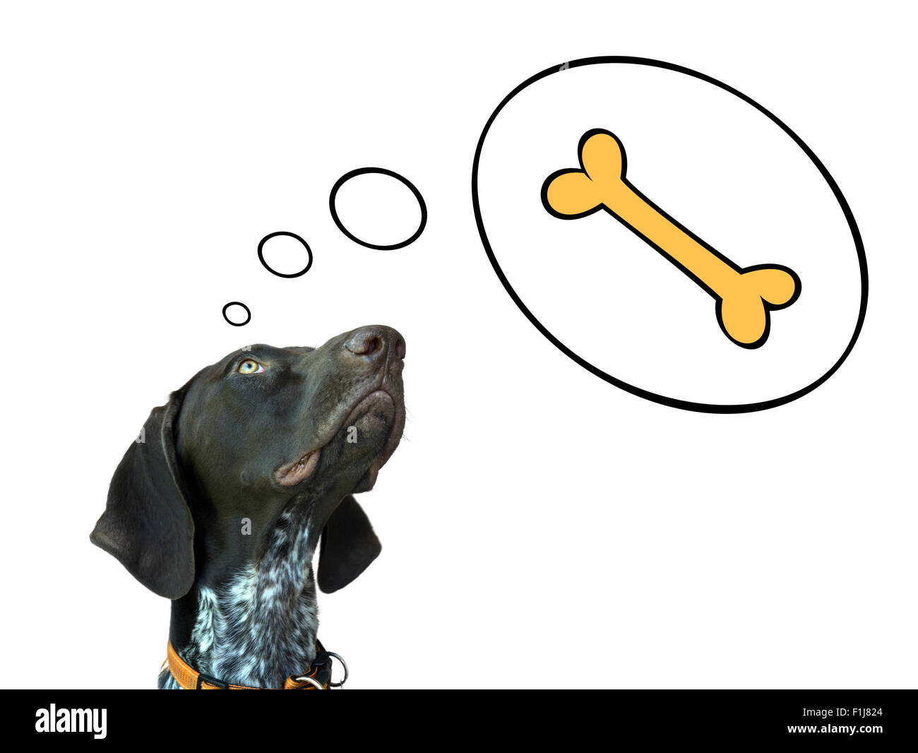 Conceptual image of german short hair pointer dreaming about bone Stock Photo