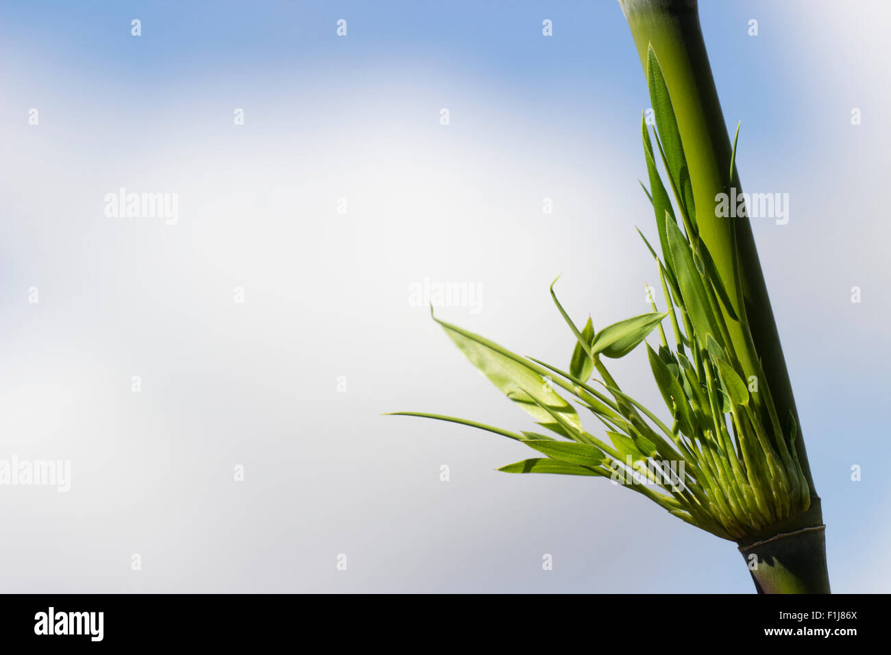 Opening foliage tuft of the Foxtail bamboo, Chusquea culeou, against a blue and clouded sky Stock Photo