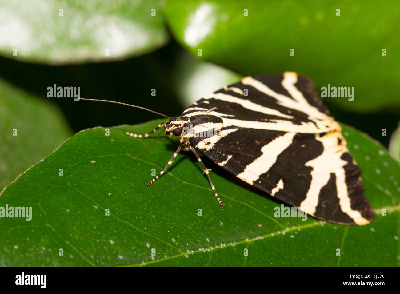 Head on view of the day flying Jersey Tiger Moth, Euplagia quadripunctaria Stock Photo