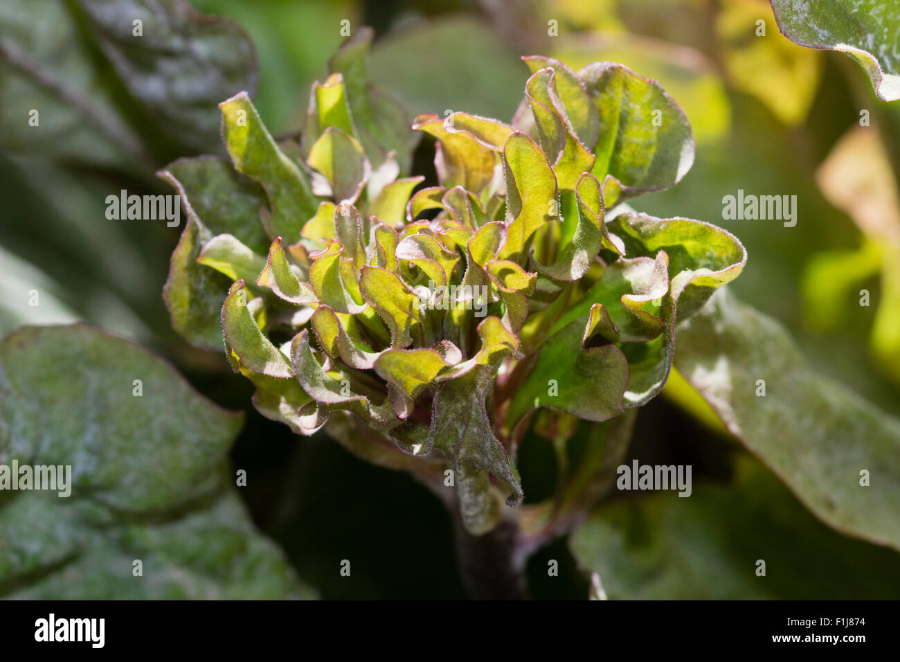 Leafy summer flower of the hardy plantain, Plantago major 'Rozenstolz' Stock Photo