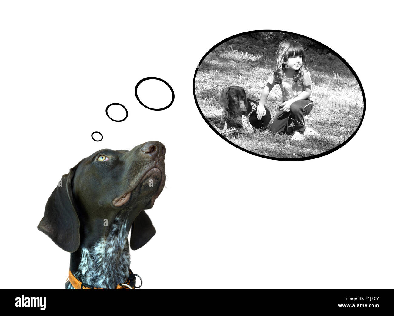 Conceptual image of german short hair pointer dreaming about the fun with his friend Stock Photo