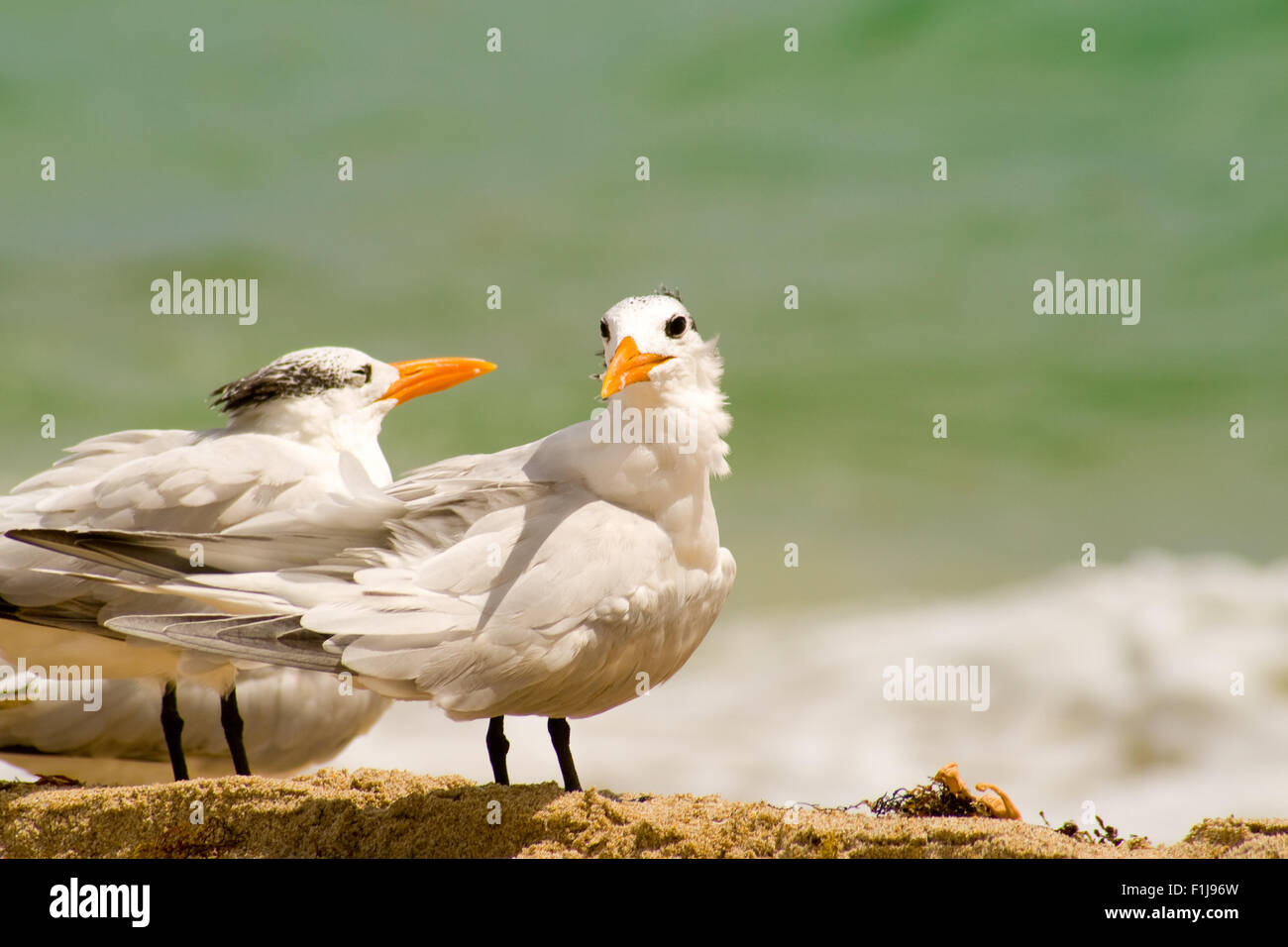 Seagulls on the beach, Miami, Miami-Dade County, Florida, USA Stock Photo