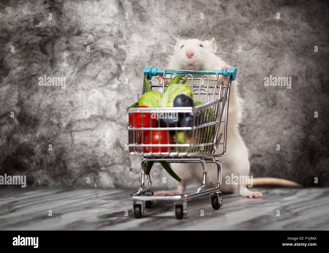 Cute rat with a shopping cart Stock Photo