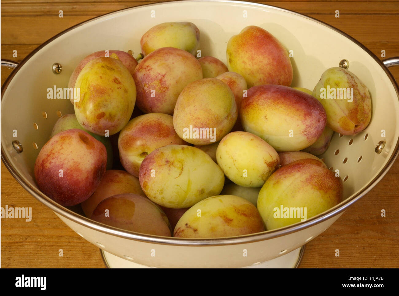 Home picked Plums in a cullender Stock Photo Alamy