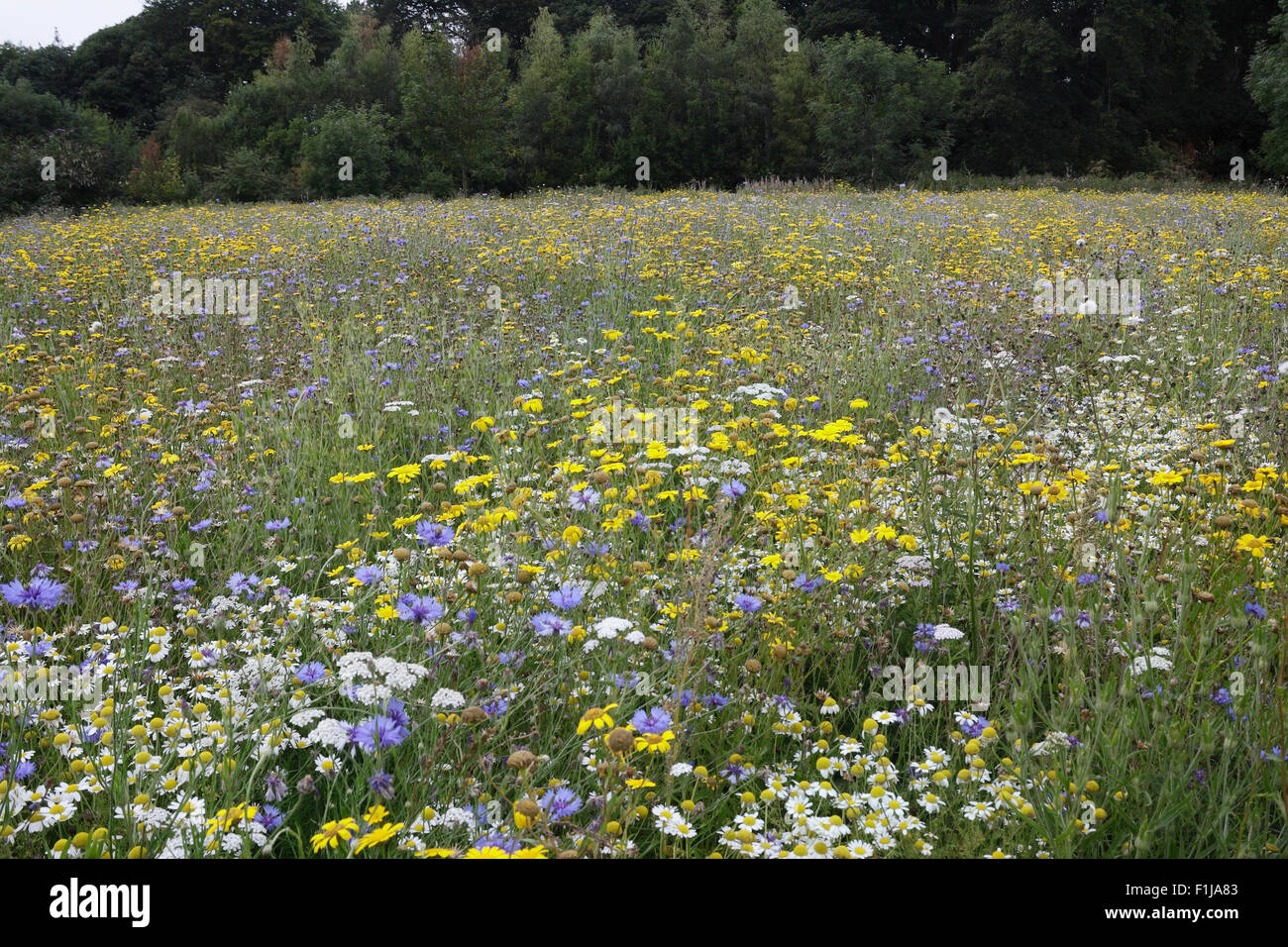 Wildflower Meadow in Bloom Stock Photo Alamy