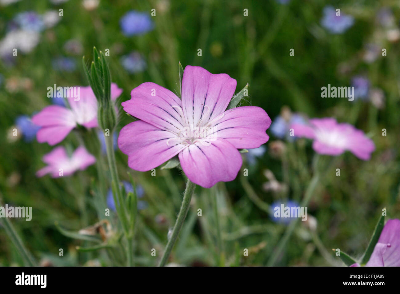 Wildflower Meadow in Bloom Stock Photo Alamy