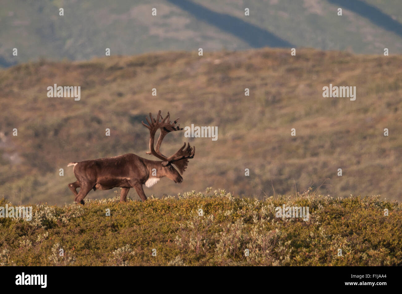 Bull Caribou (Rangifer tarandus) with antlers in the velvet that nourishes their growth until it is shed prior to the fall rut. Stock Photo