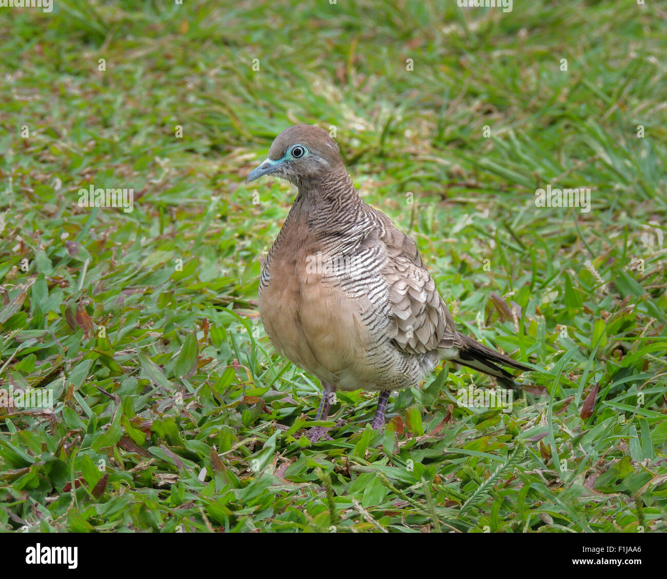 Zebra Dove (Geopelia striata) is an introduced species , Maui Island