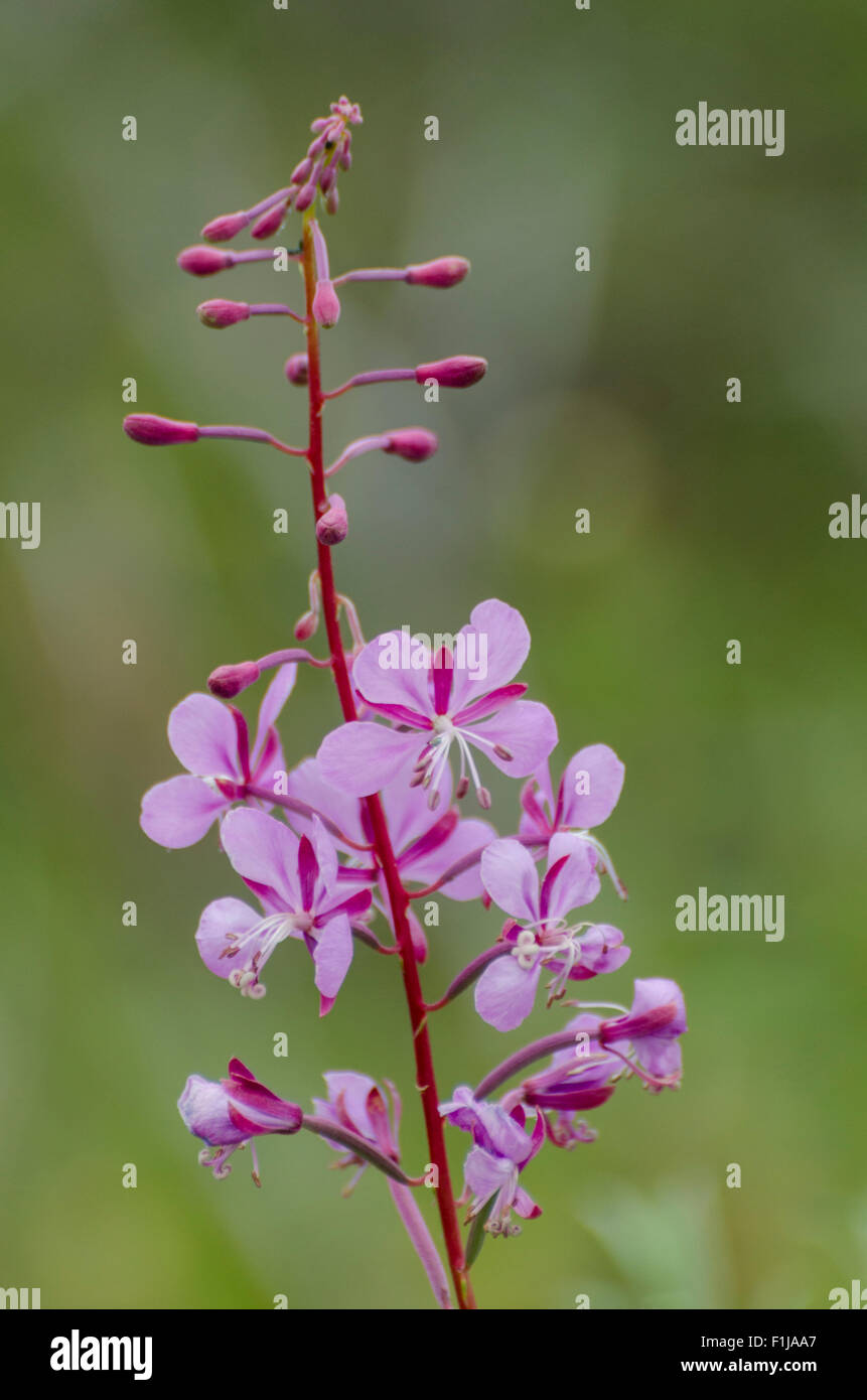 Flower brackets of the tall fireweed (Chamerion angustifolium), Denali National Park, Alaska. Stock Photo