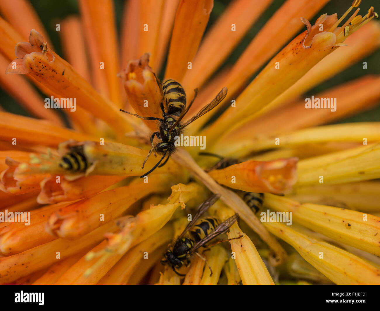 A group of Vespula Vulgaris or common wasp gathering pollen. Stock Photo