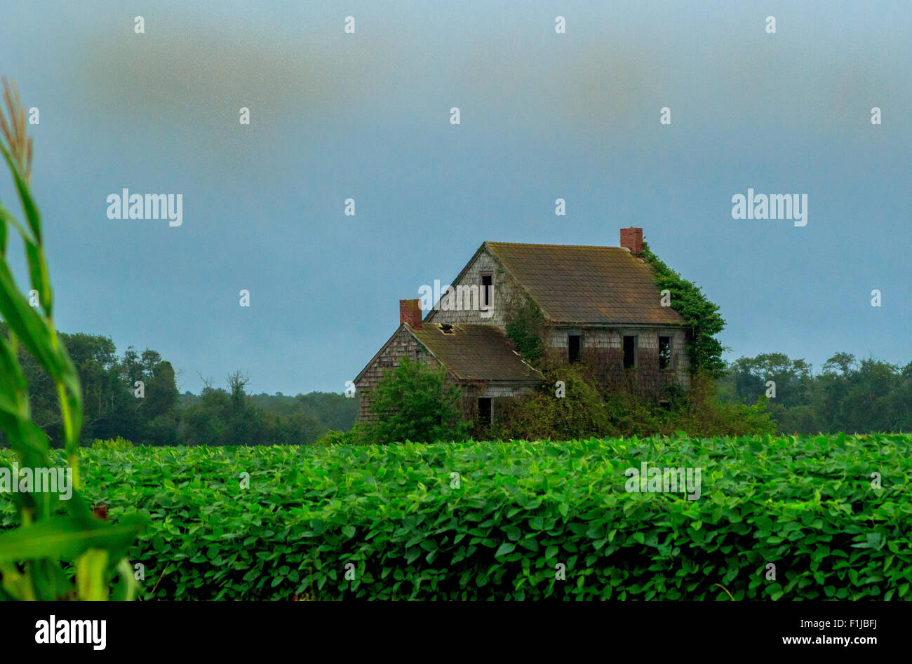 Rainy day Farmhouse overtaken by soybean field Stock Photo