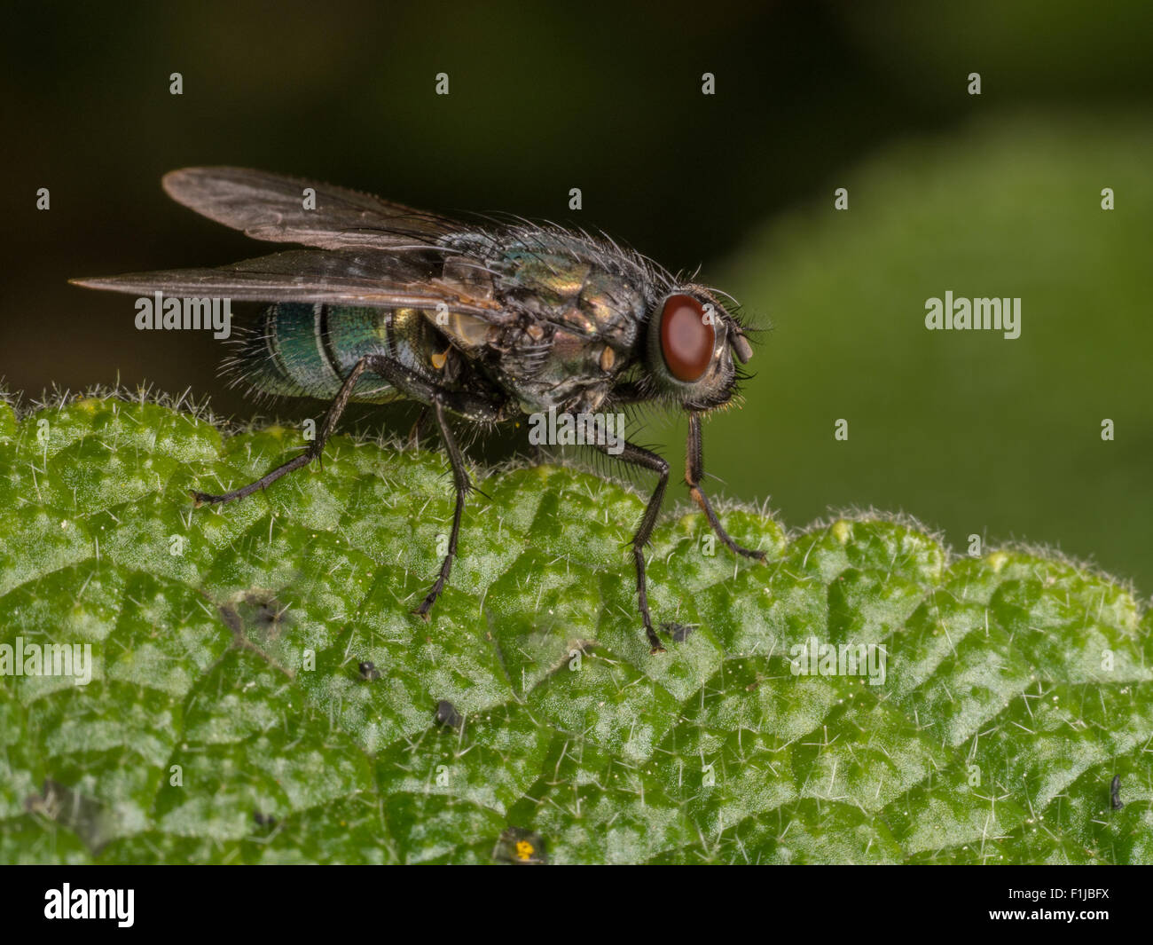 A Greenbottle or Lucilia Caesar Blowfly perched on a brown leaf. Stock Photo