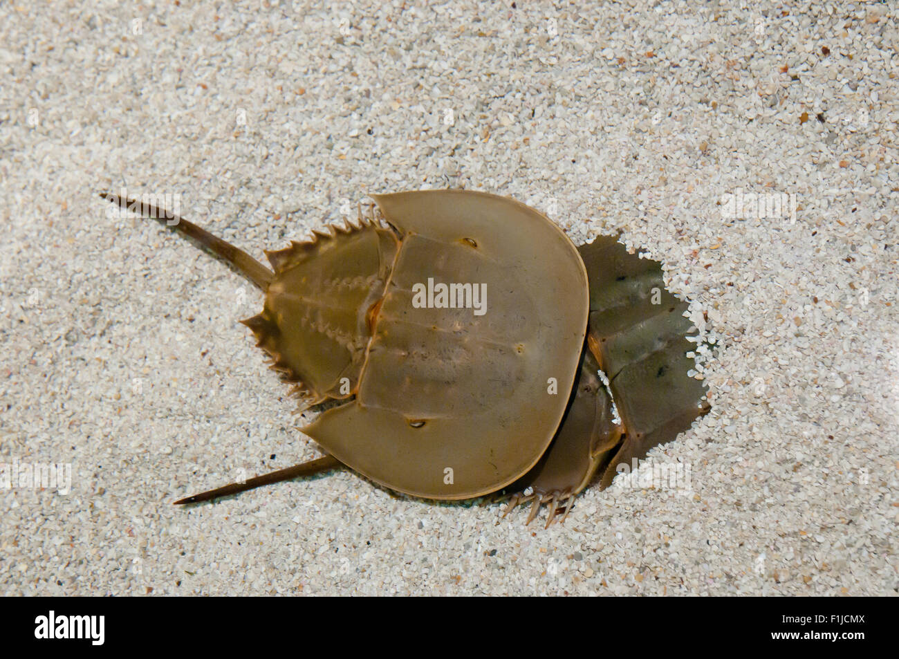 Horseshoe crabs hires stock photography and images Alamy