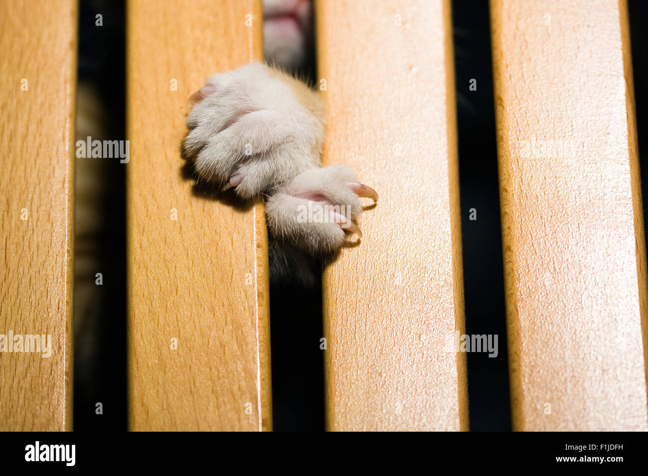 Cat's paws with claws extended reaches out from between wooden slats