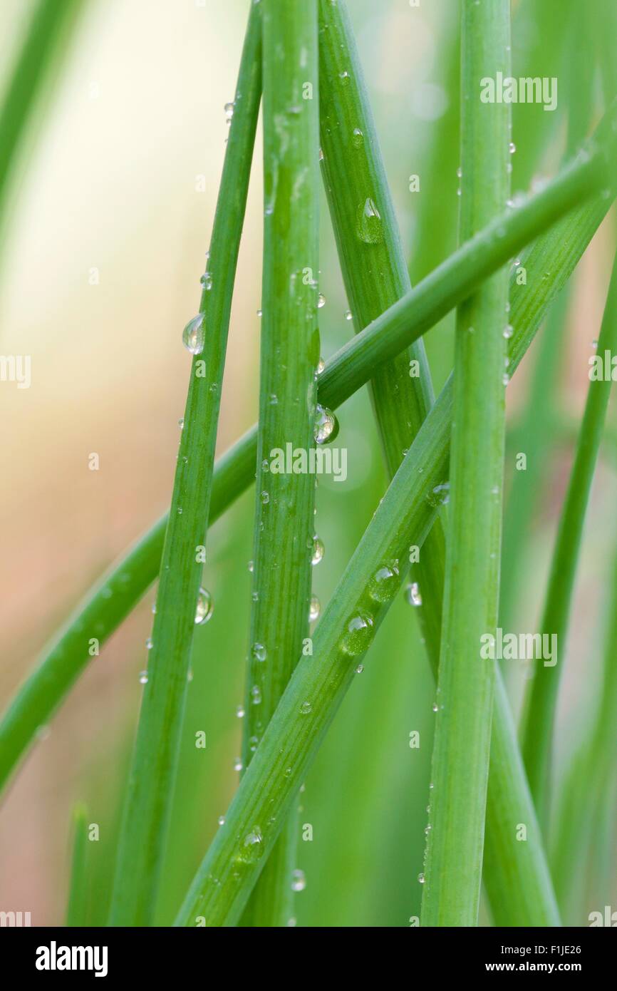 Water droplets on chive leaves. Stock Photo