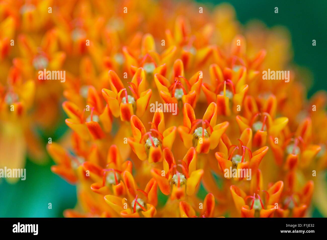 Butterfly weed, a type of milkweed. Asclepias tuberosa Stock Photo