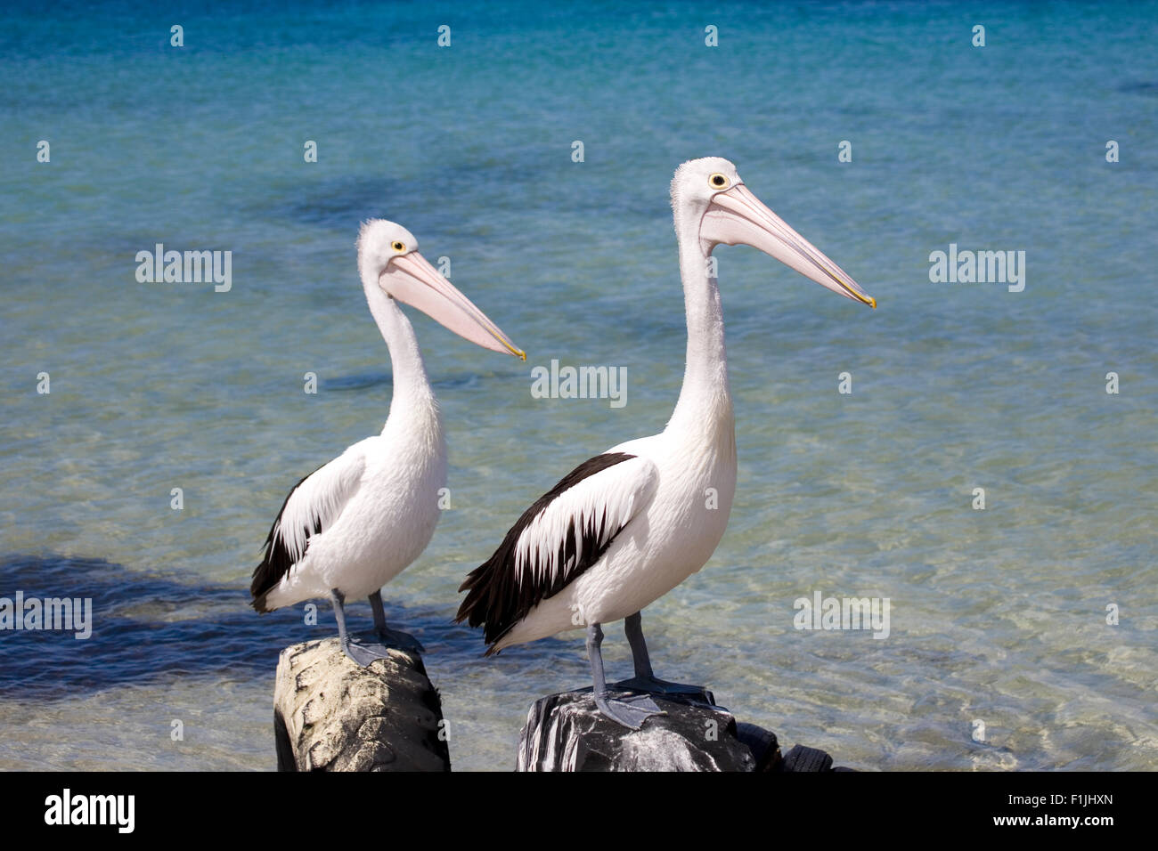 Pelicans Stock Photo