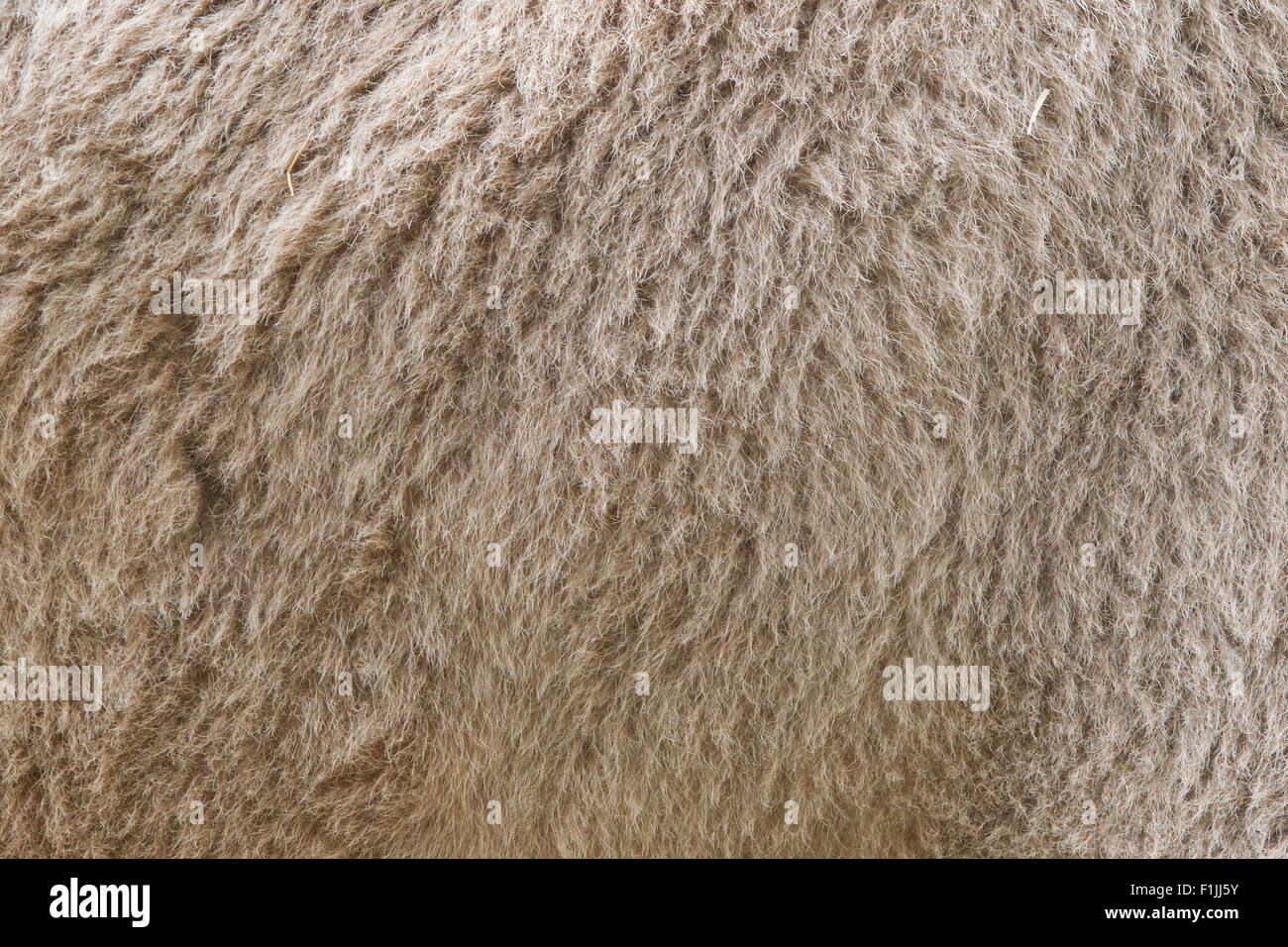 Rough fur hi res stock photography and images Alamy Rough fur hi res stock photography and images Alamy