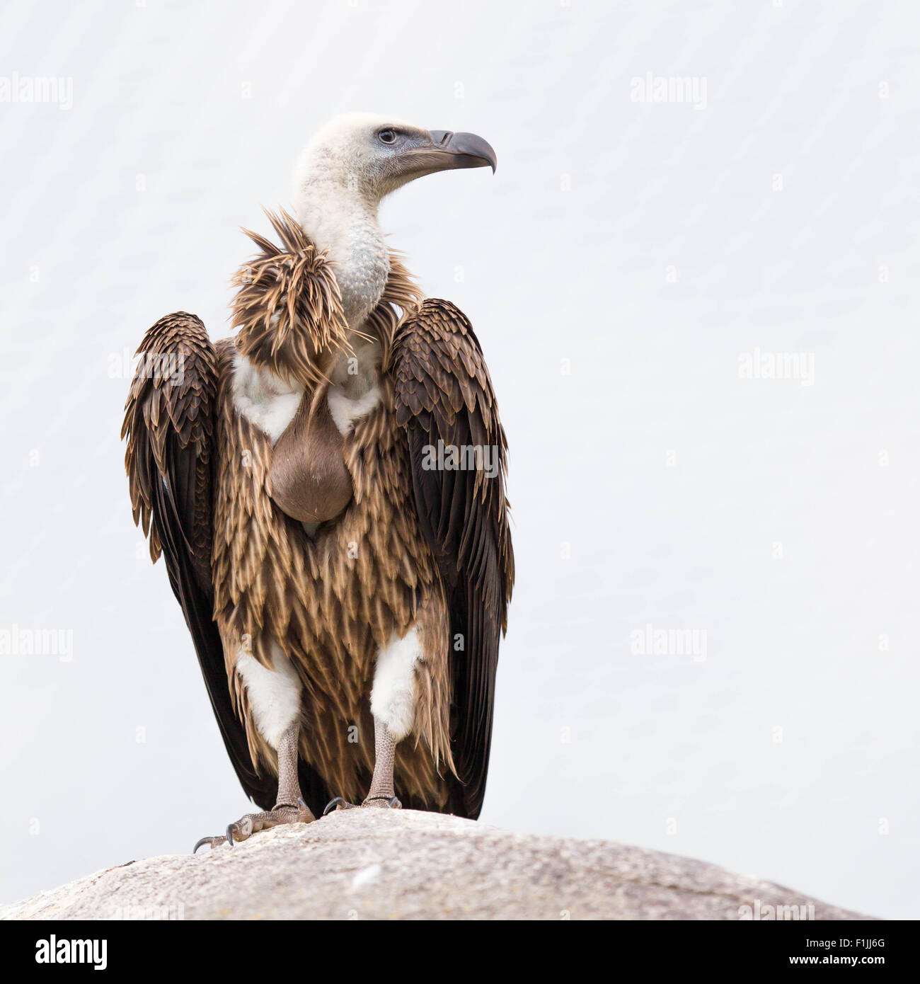 Adult condor close up on an light background Stock Photo