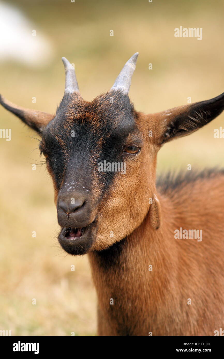 brown goat portrait chewing food in its mouth Stock Photo