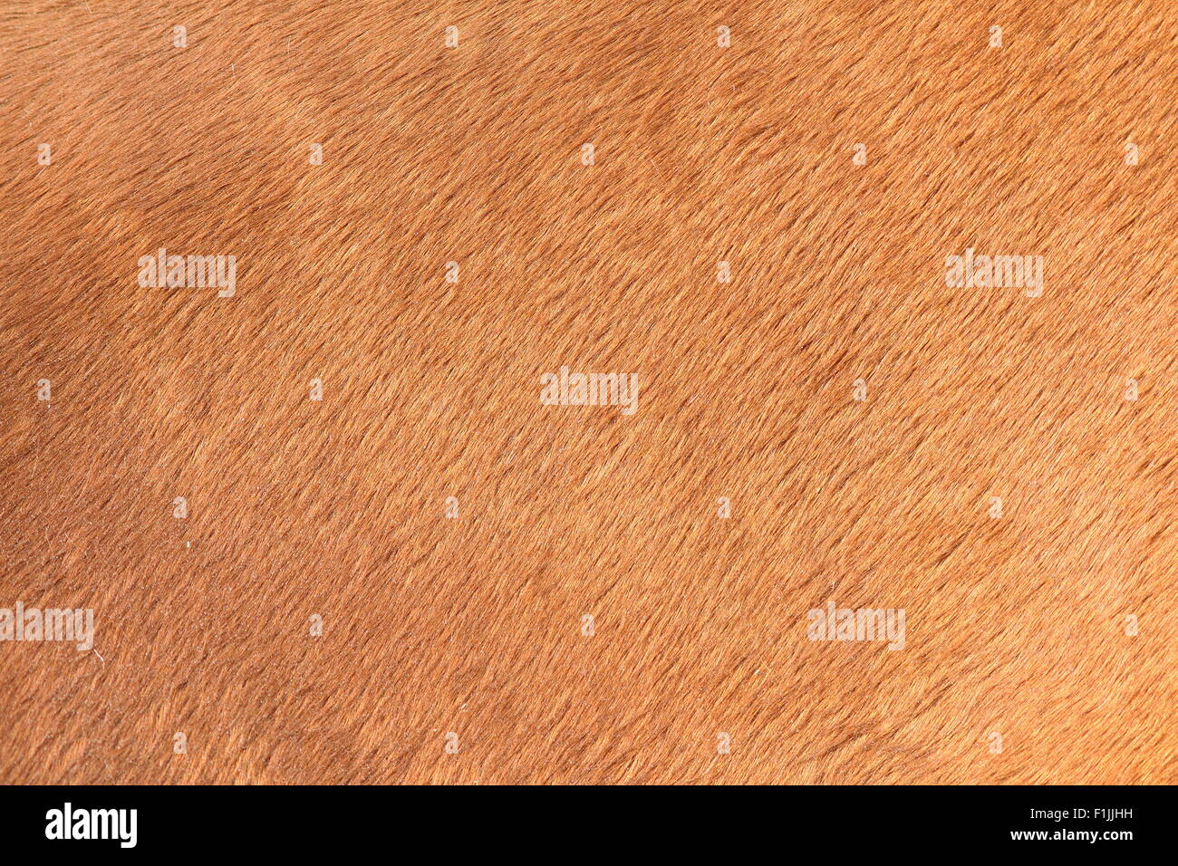 detail on the texture of brown horse hair Stock Photo