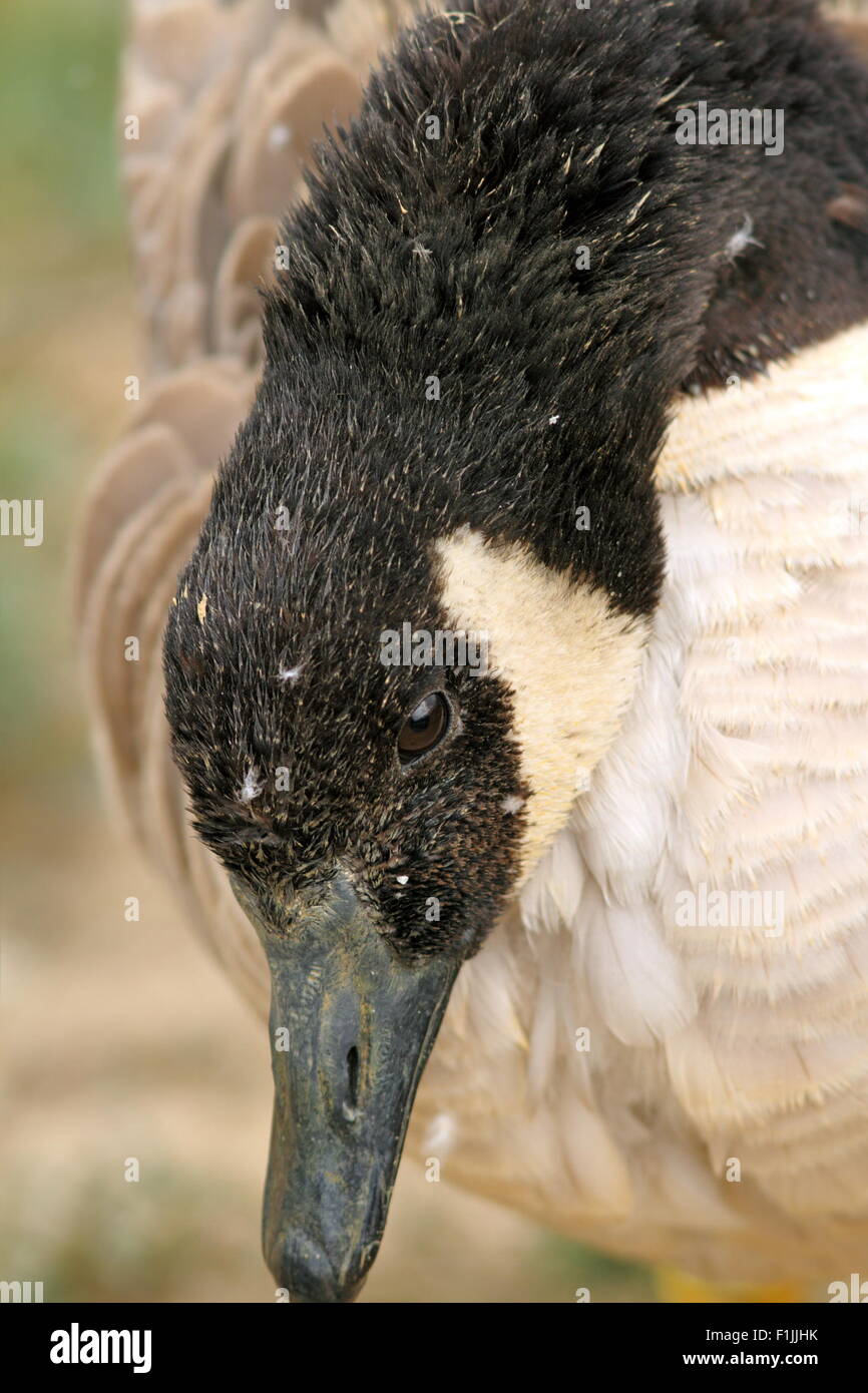 portrait of a beautiful canadian goose ( branta canadensis ) Stock Photo