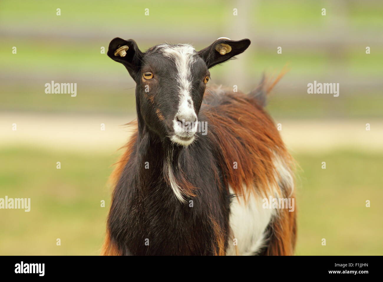 photo of a mottled colorful goat at the farm Stock Photo