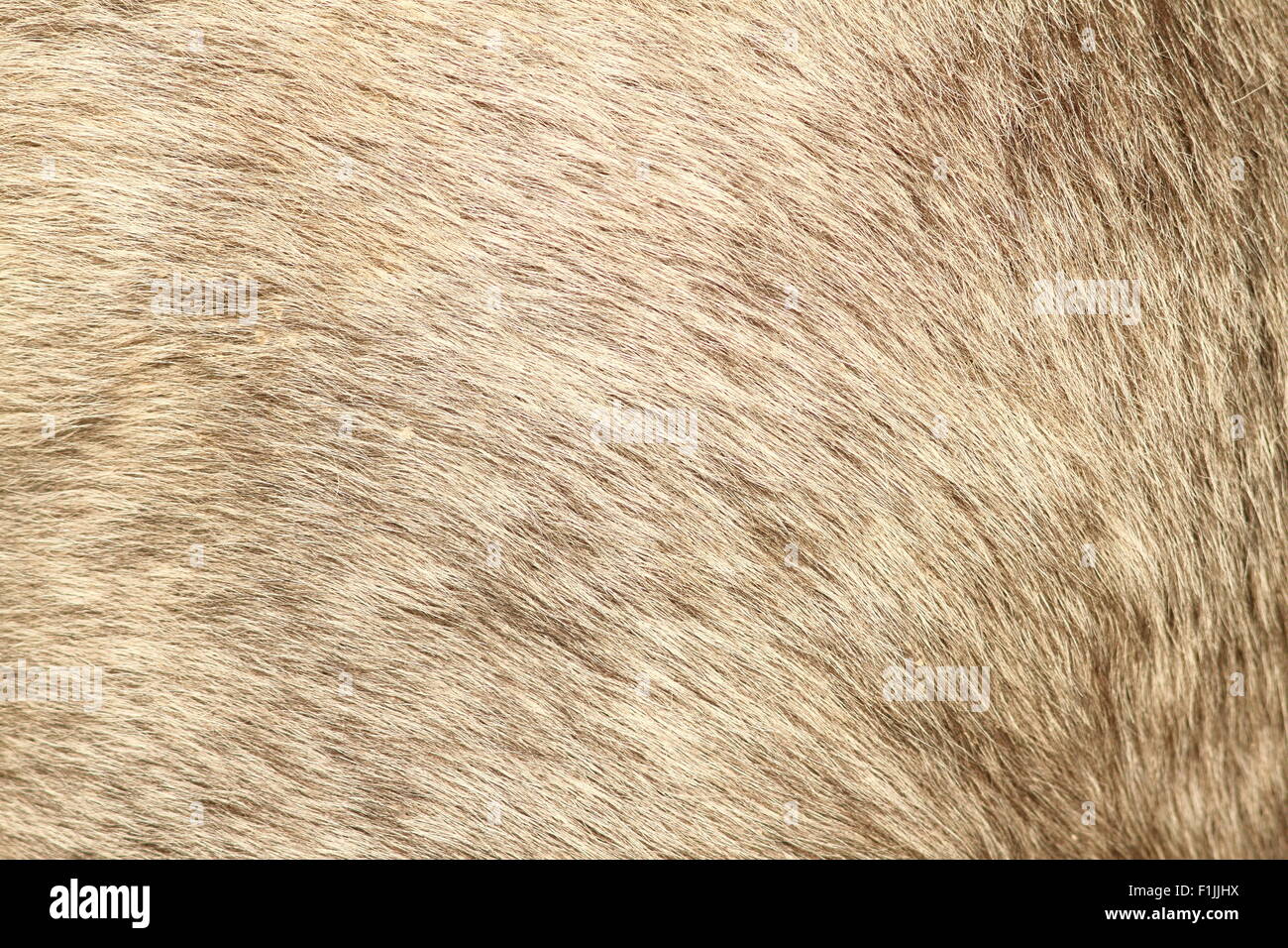 texture of gray fur from a short hair pony Stock Photo