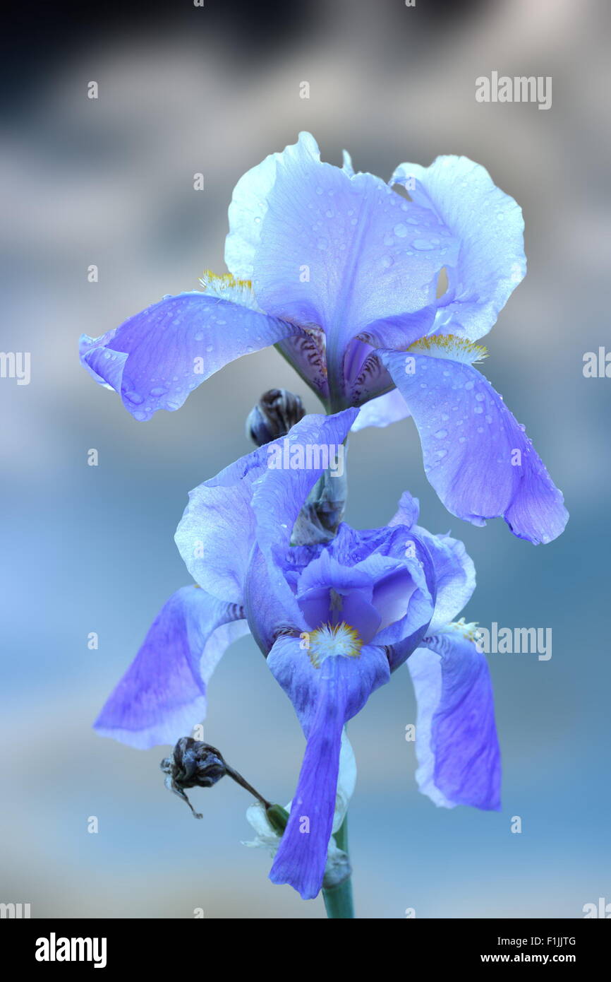 beautiful closeup of blue iris inflorescence over sky background Stock Photo