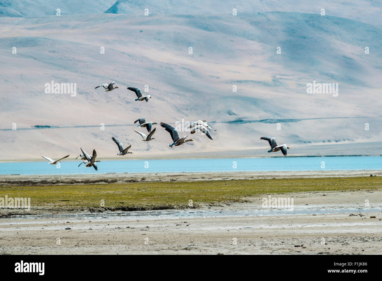 A flock of Bar-headed Geese (Anser indicus) flying over the barren landscape and the turquoise water of Tso Moriri Stock Photo