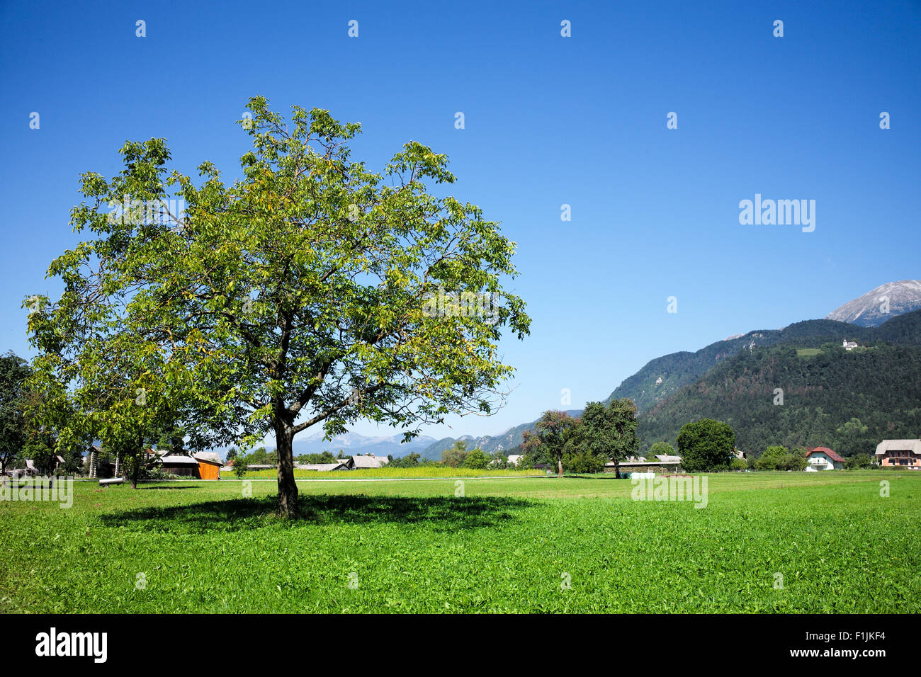 A tree in a grass field under blue sky Stock Photo - Alamy