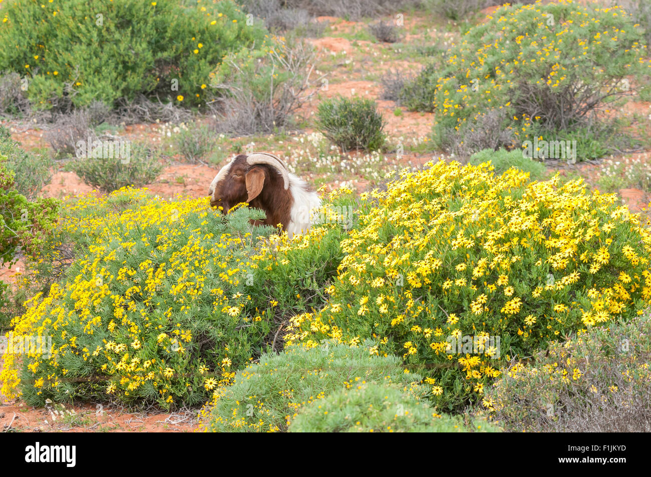 A boerbok (boer goat), a species indigenous to Africa, eats flowers near Strandfontein in the Western Cape Province of South Afr Stock Photo