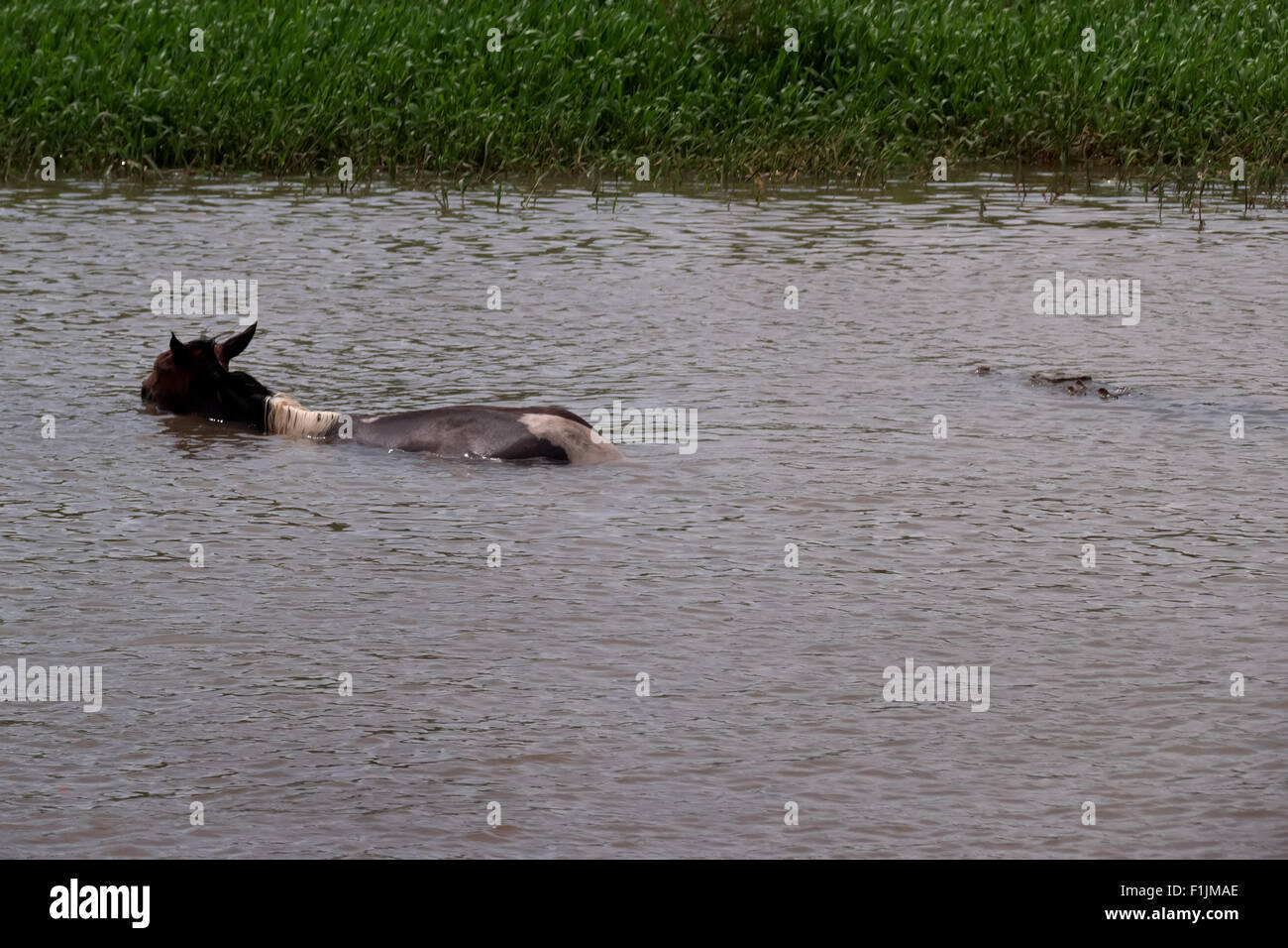 American crocodile, bird and horse in river, Rio Tarcoles, Costa Rica. Wild fauna, wildlife, nature, animals, rain Stock Photo