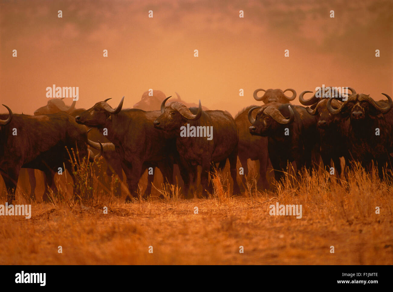 Water buffalo herd hi-res stock photography and images - Alamy