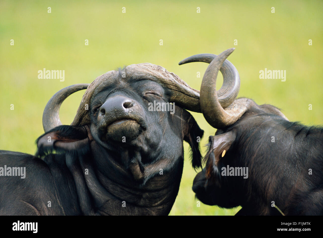 Cape Buffalos Stock Photo