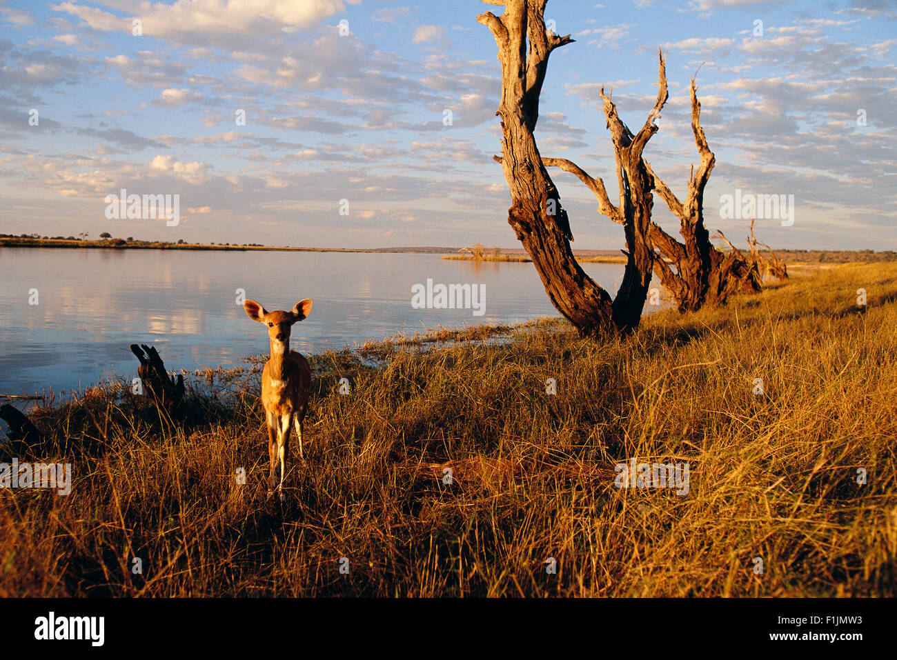 Bushbuck by Chobe River Stock Photo