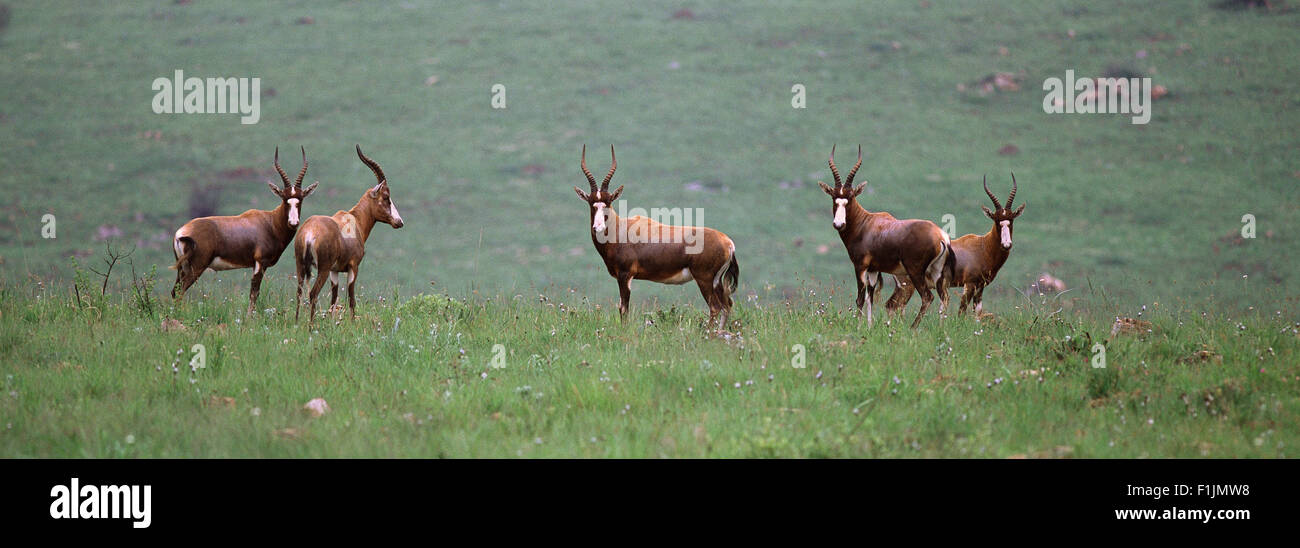Herd of Blesbok in Field Africa Stock Photo