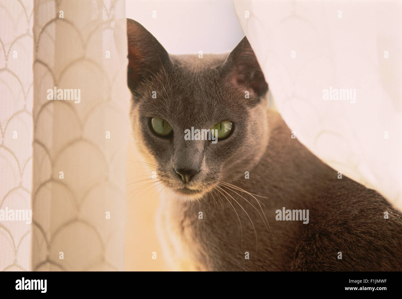 Portrait of Siamese Cat in Window Stock Photo
