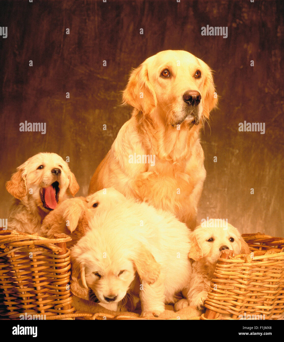 Golden Retriever Puppies Hi res Stock Photography And Images Alamy Golden Retriever Puppies Hi res Stock Photography And Images Alamy