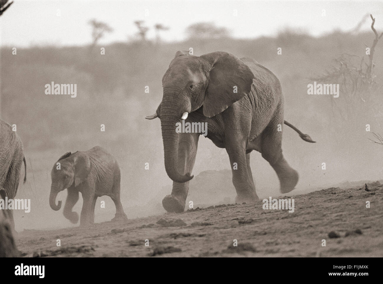 Elephant calf and bull running, Africa Stock Photo