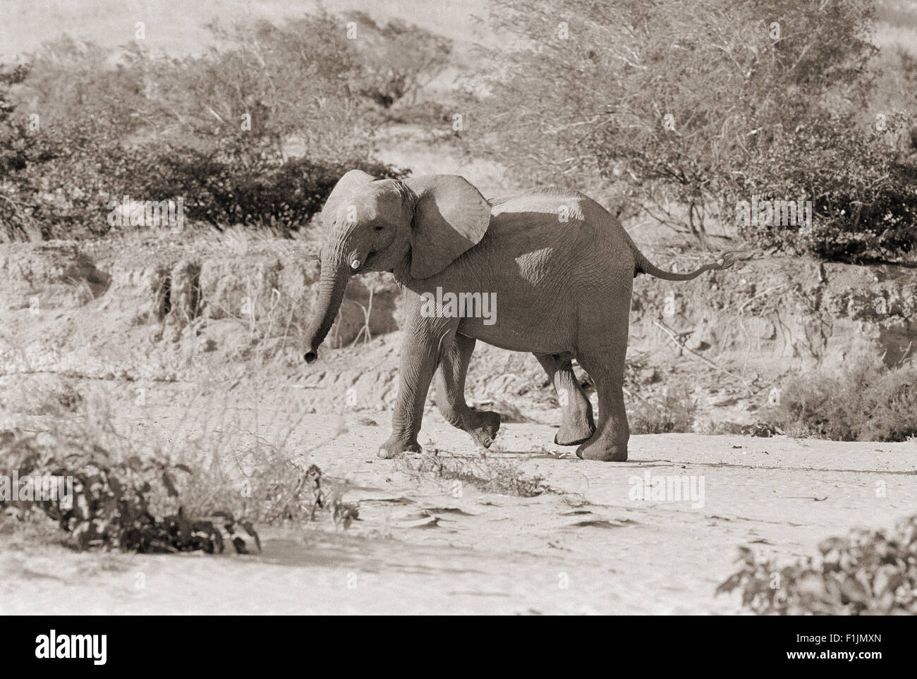 Side profile of elephant walking, Africa Stock Photo