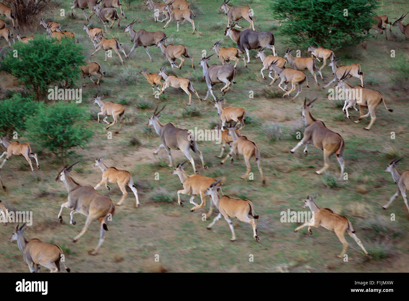 Aerial View of a Eland Herd Erindi, Namibia, Africa Stock Photo